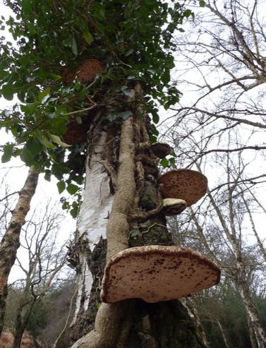 Large and mature brackets on birch in the New Forest, UK.